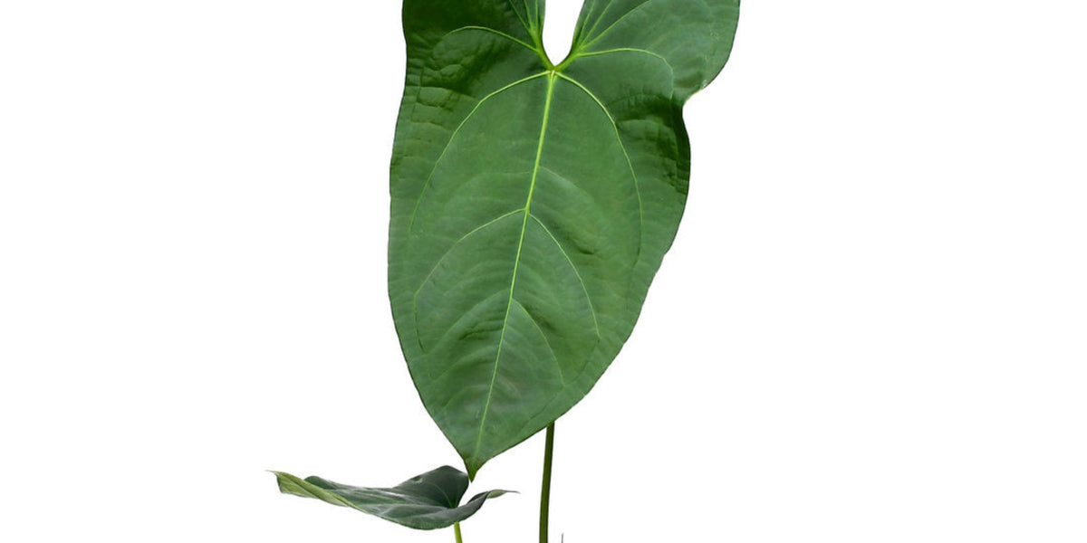 Anthurium Amazon Rabbit Inverse - Elegant Veined Hybrid
