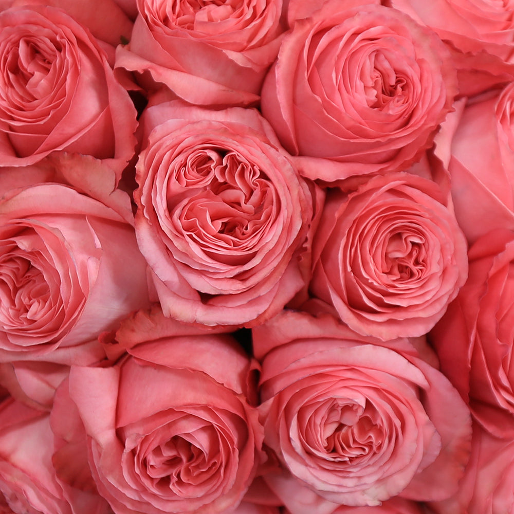 Pink X-pression – Ecuaplanet Roses