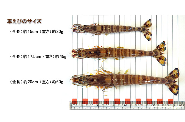 佐藤商店 / 冷凍車海老(400g 8尾入り) 活き〆商品!!