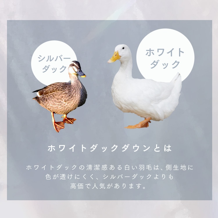 羽毛布団 シングルロング WDD80% 300dp 1.0kg アイボリー