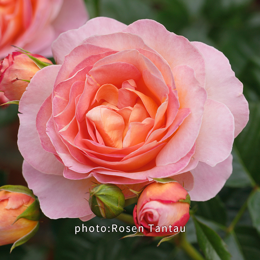 2025新品種 ROSE NOUVEAU｜【京成バラ園】バラの通販