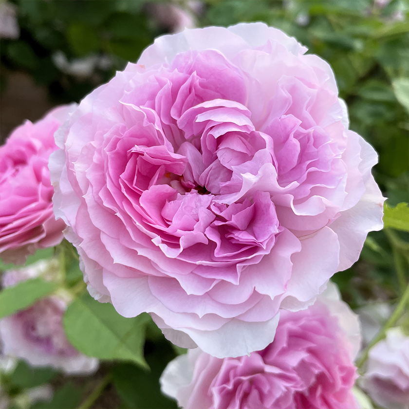 2025新品種 ROSE NOUVEAU｜【京成バラ園】バラの通販