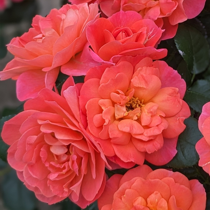 2025新品種 ROSE NOUVEAU｜【京成バラ園】バラの通販