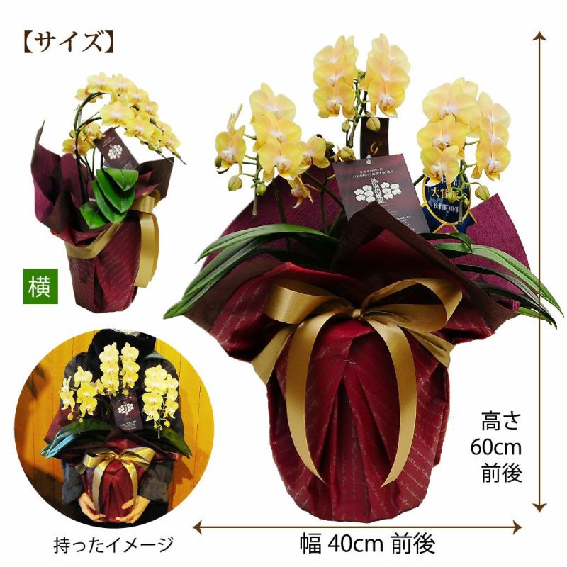 胡蝶蘭 ゴールデンマンボ 6．0寸鉢 2鉢価格 ミディ胡蝶蘭 2本立