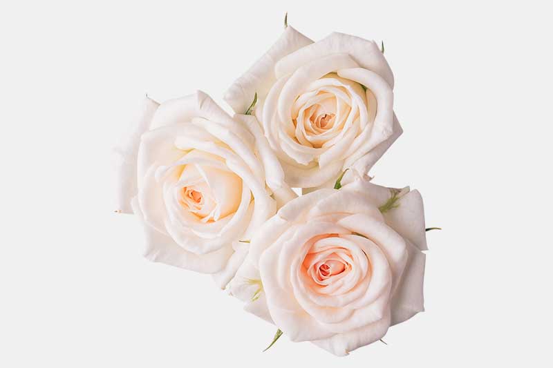 食用バラ [ 卸販売限定商品 ]ミニバラホワイト | EDIBLE GARDEN