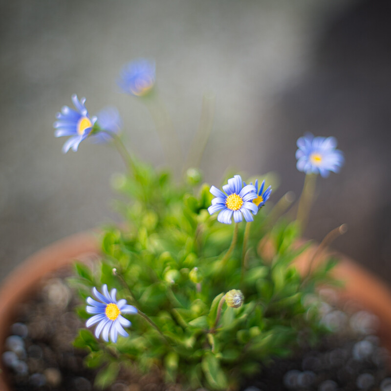 Sunset and Lightning | 夕焼けと稲光 4K Video Diary 2023.08