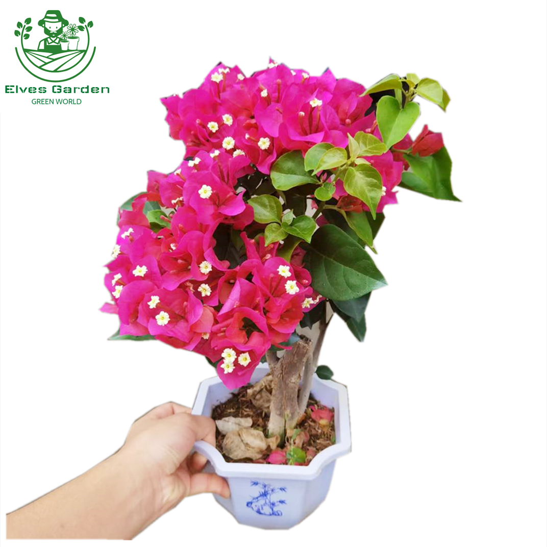 ブーガンビリア レッド - エルブズガーデン