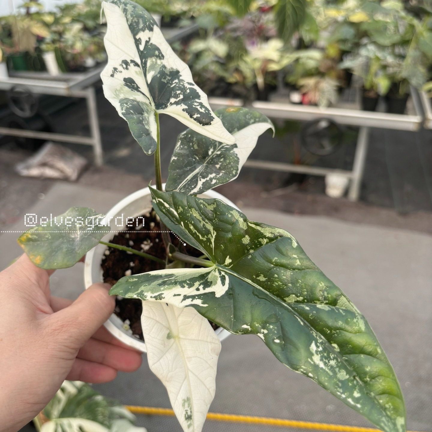 斑入りアロカシア シンポ組織培養 - Elves Garden