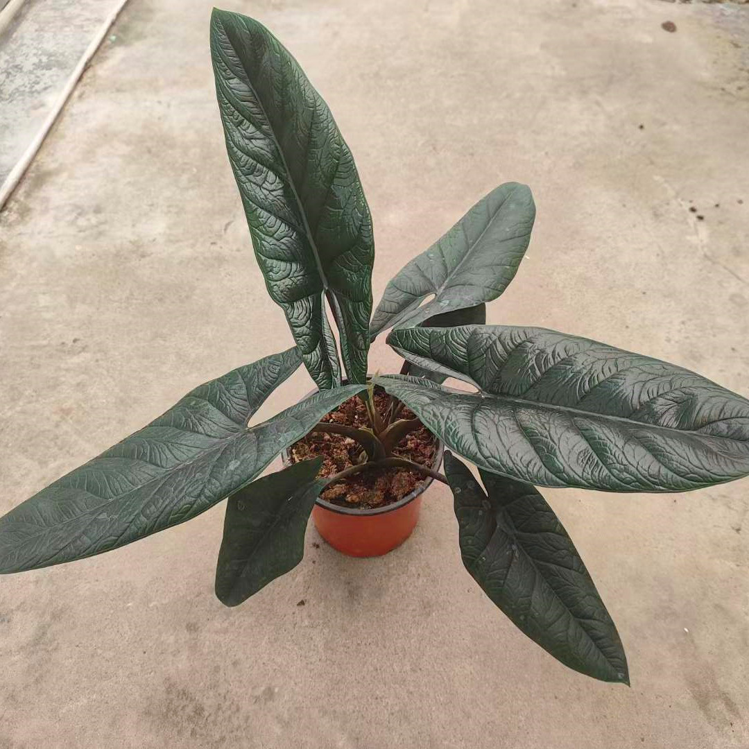 アロカシア・スカルプラム - エルフの庭