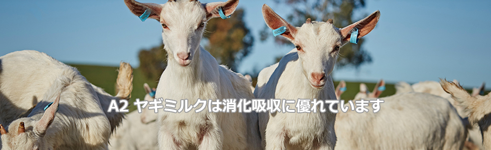 Bubs (バブズ) ヤギミルク・ゴートミルク ステップ1 (0～6カ月) 大缶