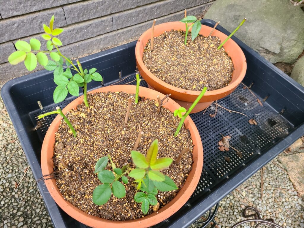 バラの挿し木における鉢上げ時期や土の配合について説明。 | 園芸太郎