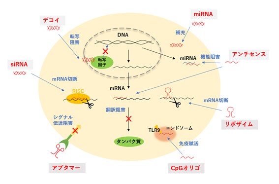 核酸医薬の種類と特徴がわかる！修飾・DDSなど注目の改良技術も解説