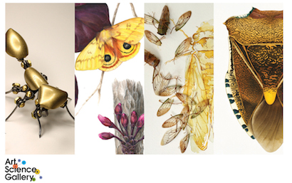 Art, Science, and Insects