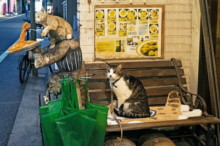 看板猫がお出迎え！純喫茶「カフェ アルル」は猫たちの“わが家