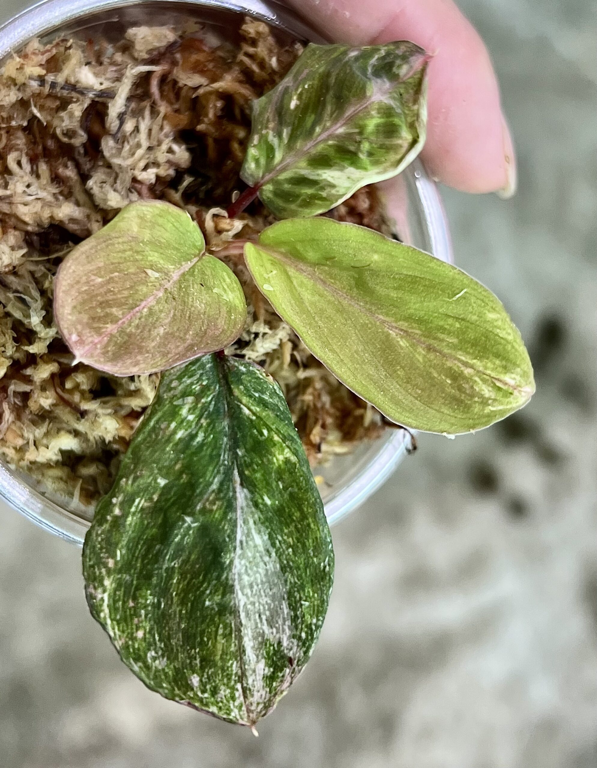 TGK-r20806lh-/ホマロメナ斑入り/TGK輸入便 Homalomena sp