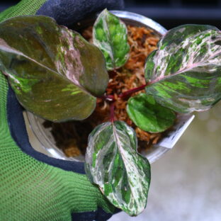 ホマロメナ | 珍しい熱帯植物｜THE GREEN KONG