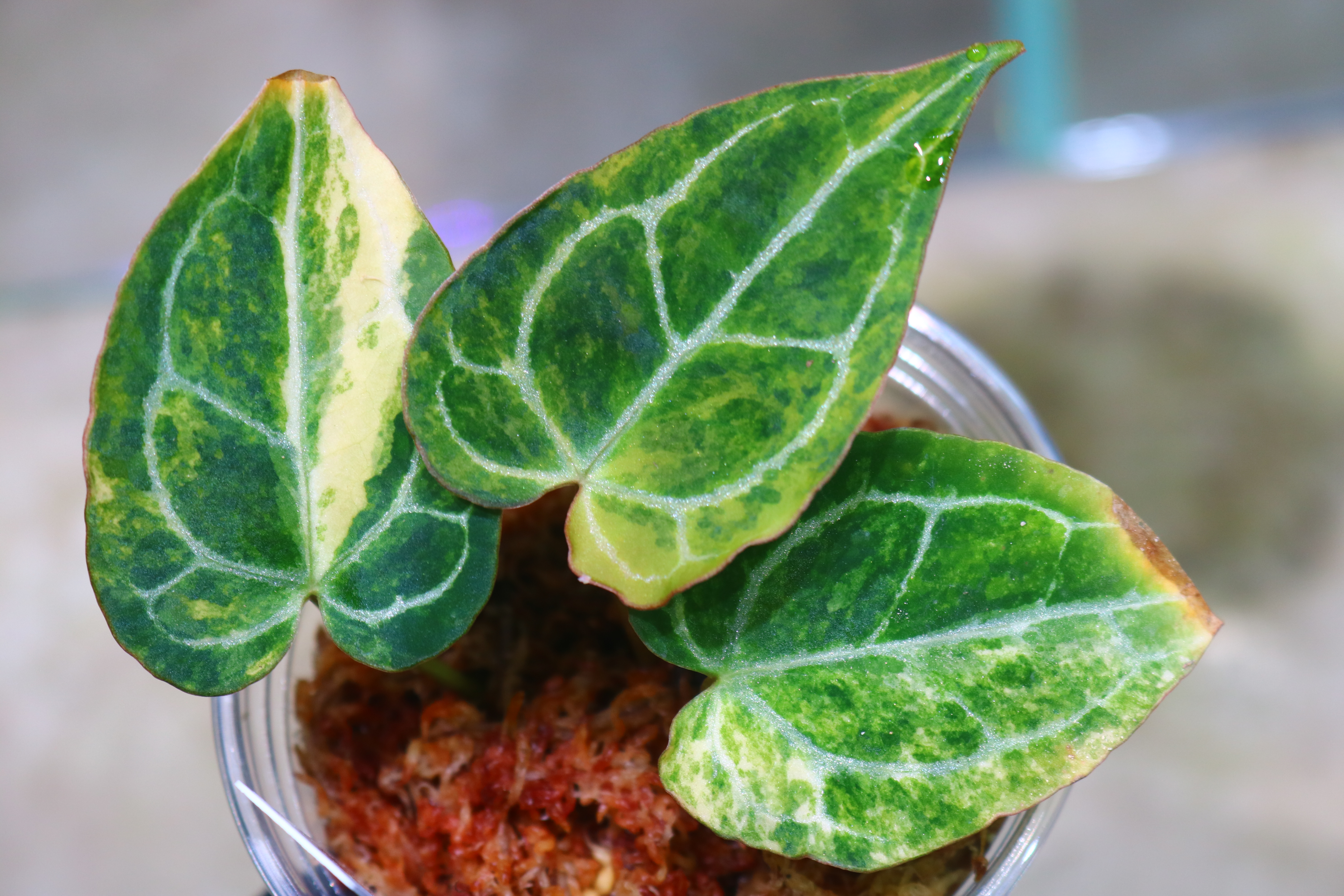 🦍-TGK-r60402- 🦍 / Anthurium crystallinum variegated