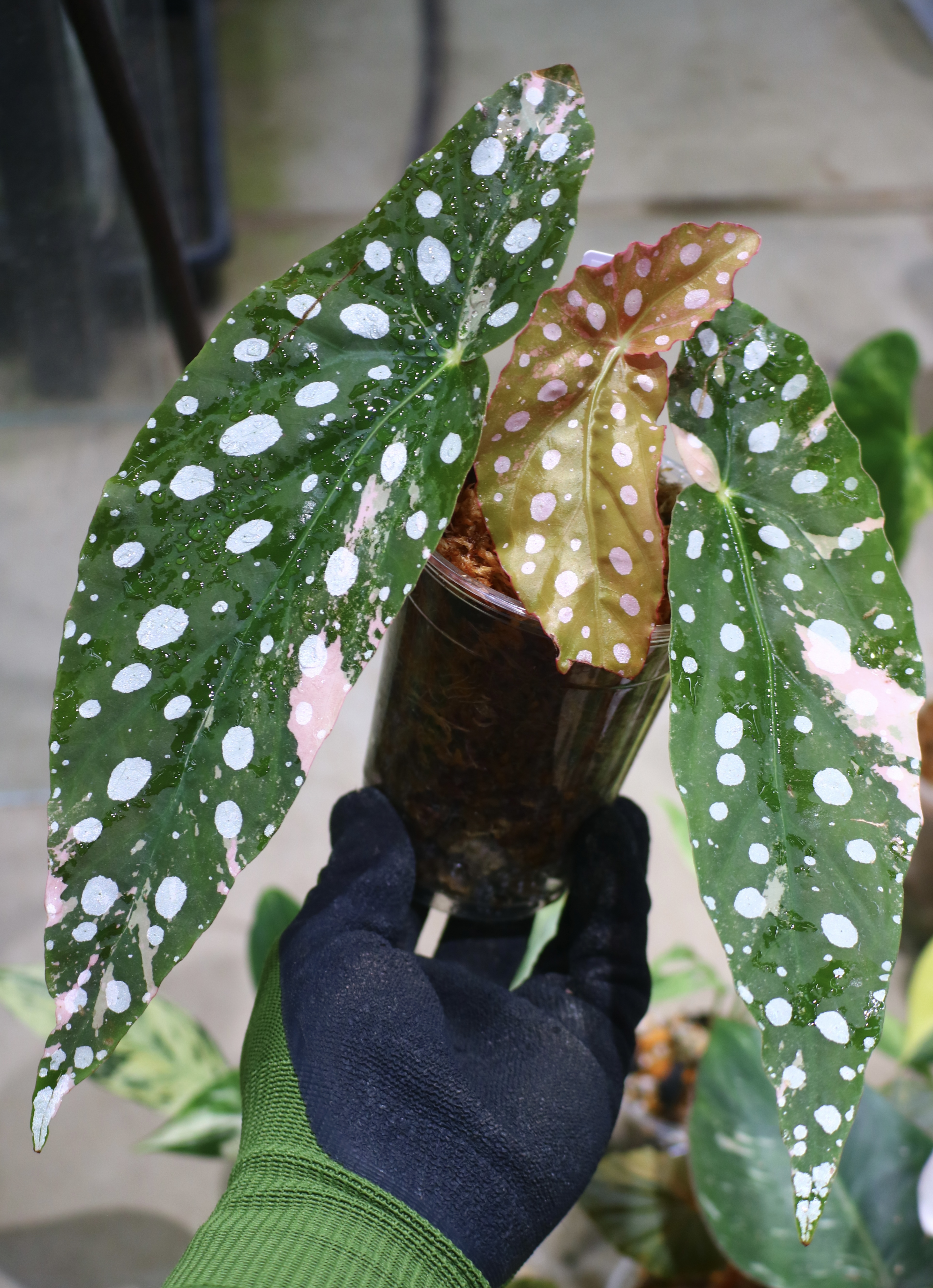 🦍-TGK-r70626-🦍/Begonia maculata variegated/ベゴニア マクラータ
