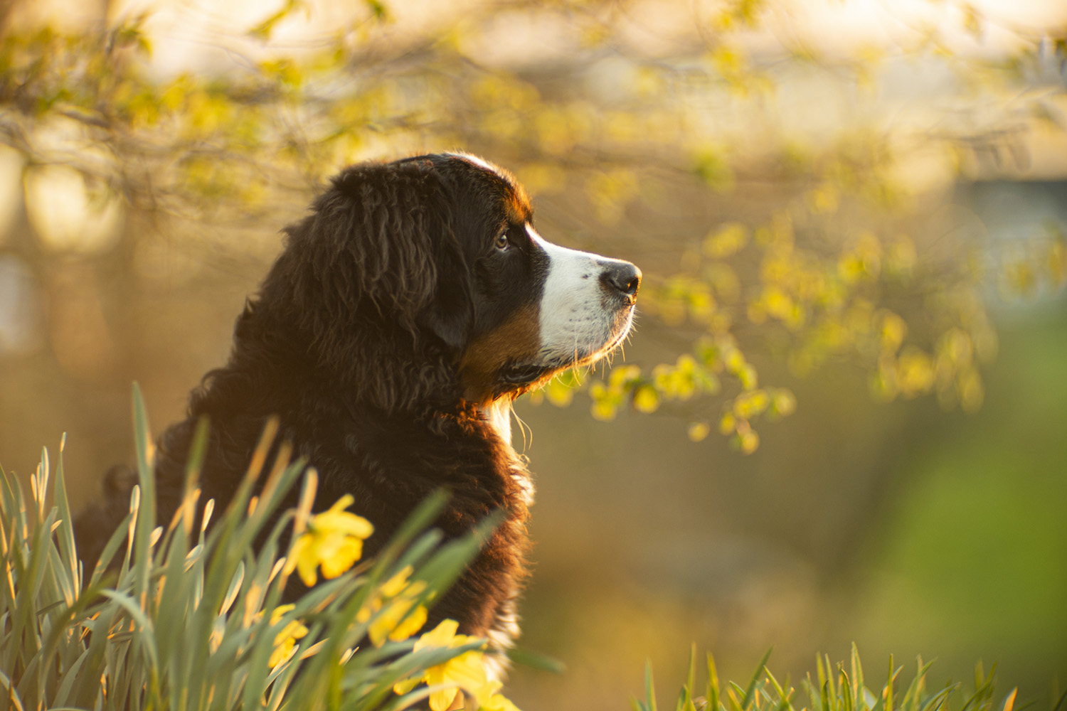 KO-140M 140mm f/1.8 (Sold) - Espen Susort