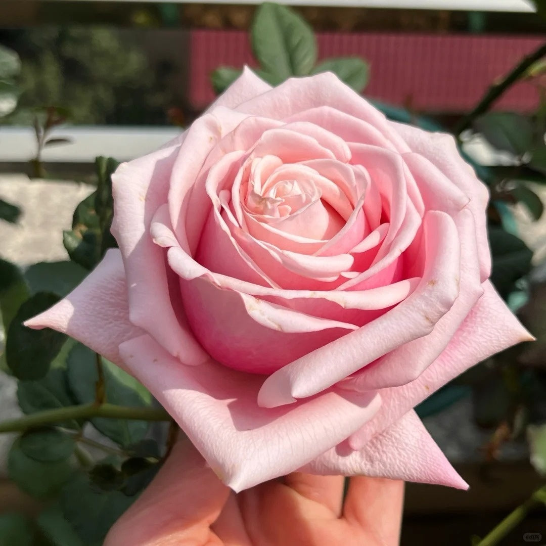 Lady Raphaela Rose-珍珠项链 | Germany Cut Roses – Ergongzy Roses