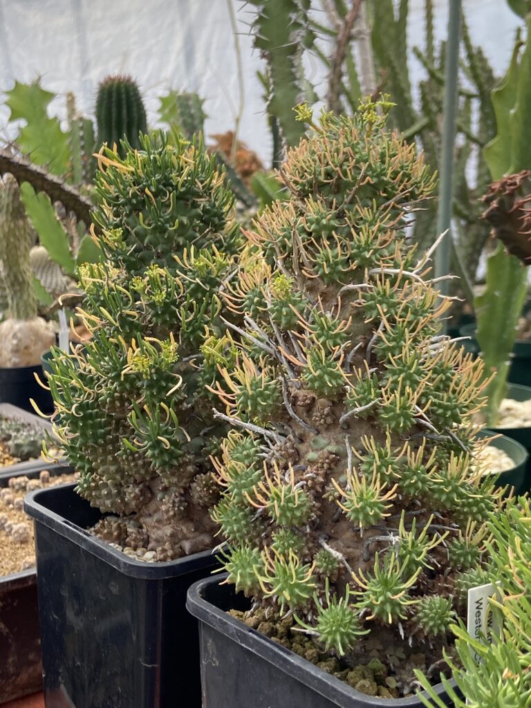 Euphorbia multiceps subsp.multiceps / ユーフォルビア・ムルチセプス