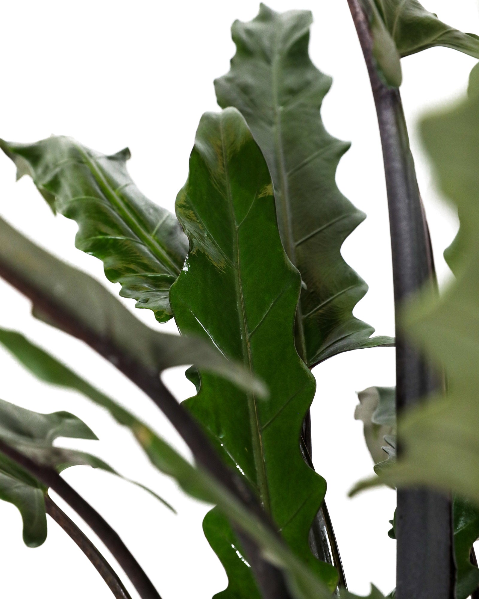 Alocasia Lauterbachiana, Purple Sword Tree | Eureka Farms
