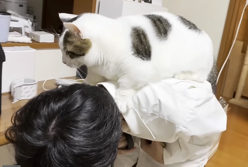 お兄ちゃんのことが好き過ぎて上に乗る猫さん。お兄ちゃんから離れたく