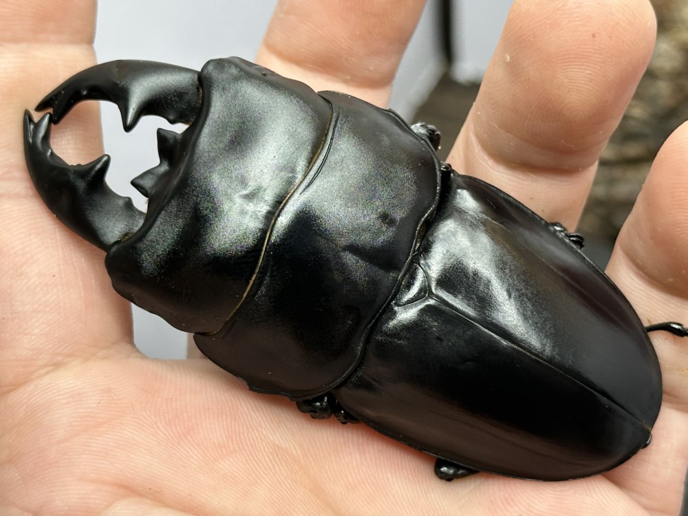 アルキデスヒラタ短歯91.3㎜サイクルデータ | evernothingのクワブログ