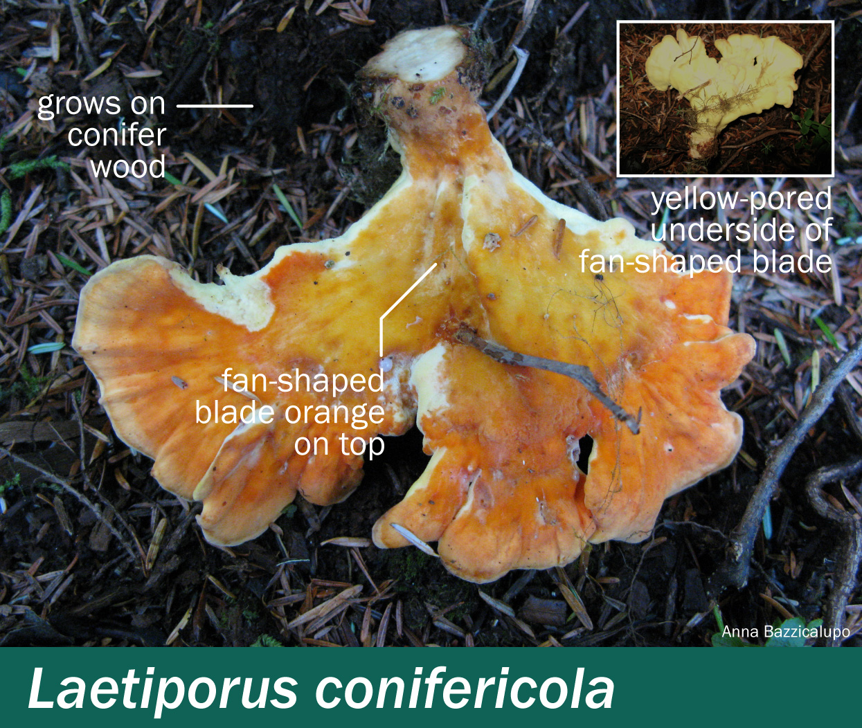 Laetiporus conifericola – Mushrooms Up! Edible and Poisonous