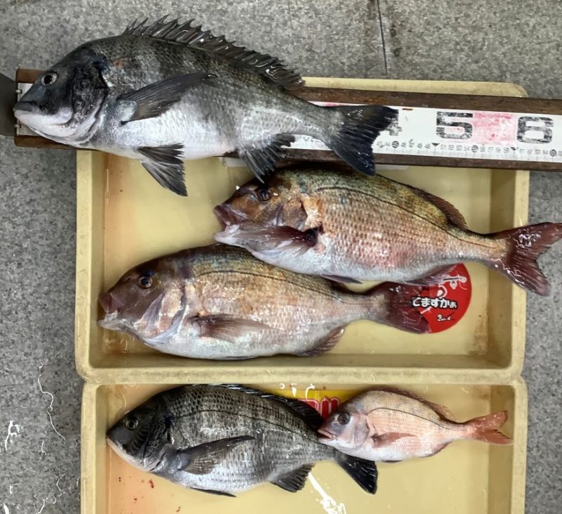 チヌダービー】フカセ釣りでチヌ45cm！ - 株式会社つり具のマルニシ