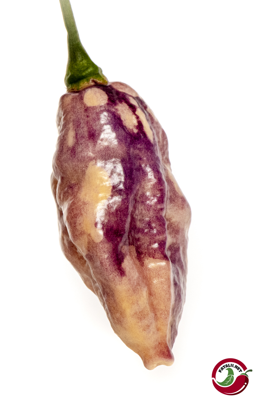 Chilimix: Mystic Nebula » Fatalii Seeds