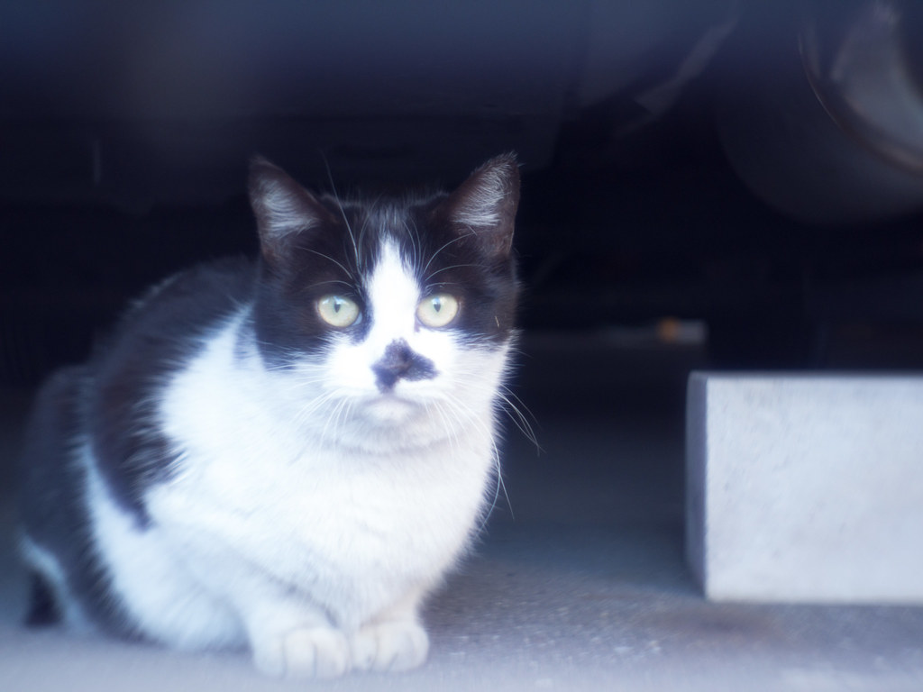 ZUNOW-ELMO Cine 13mm F1.1で猫を撮る - マクロ☆スタイル