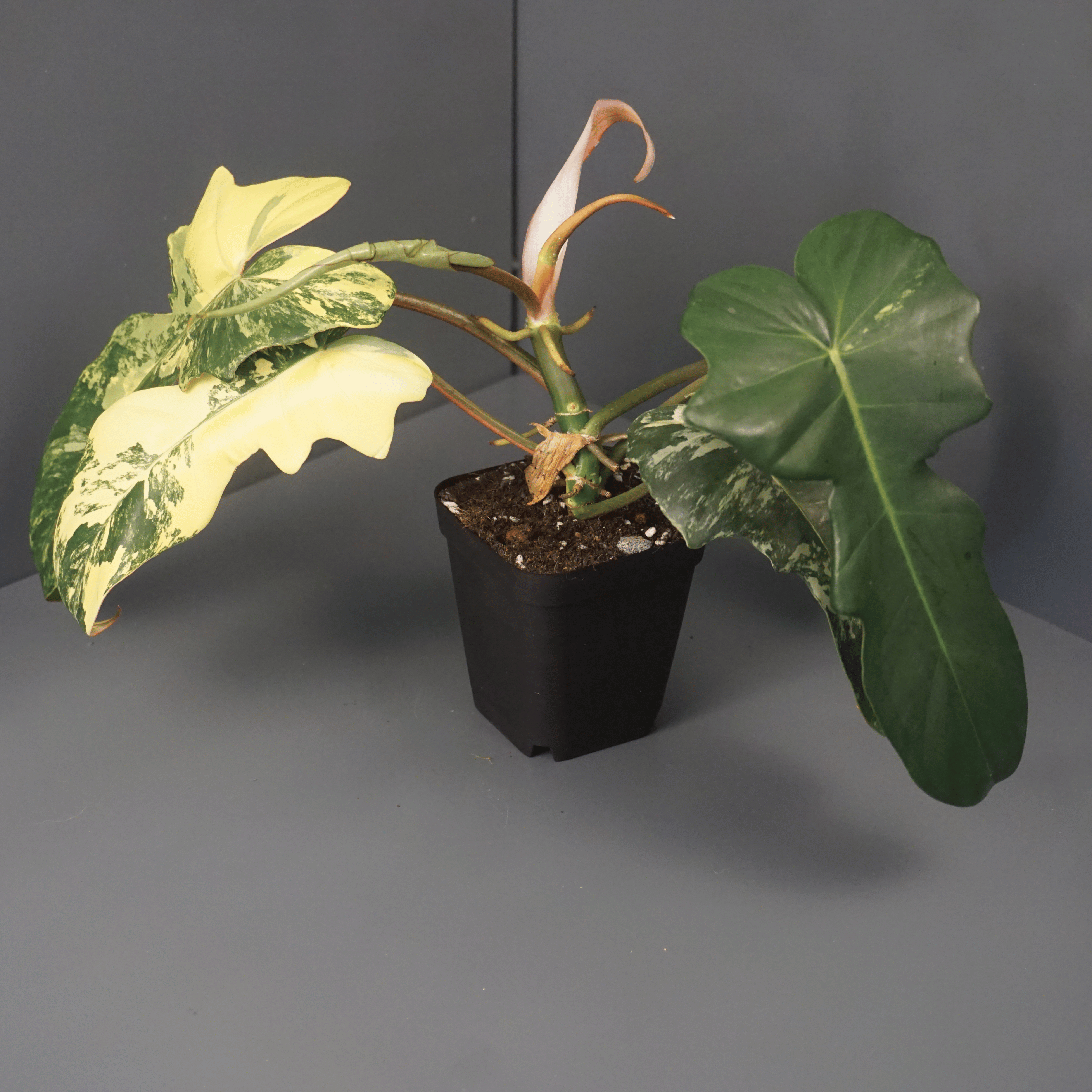 Philodendron Florida Beauty x Mayoi - FGMN Nursery