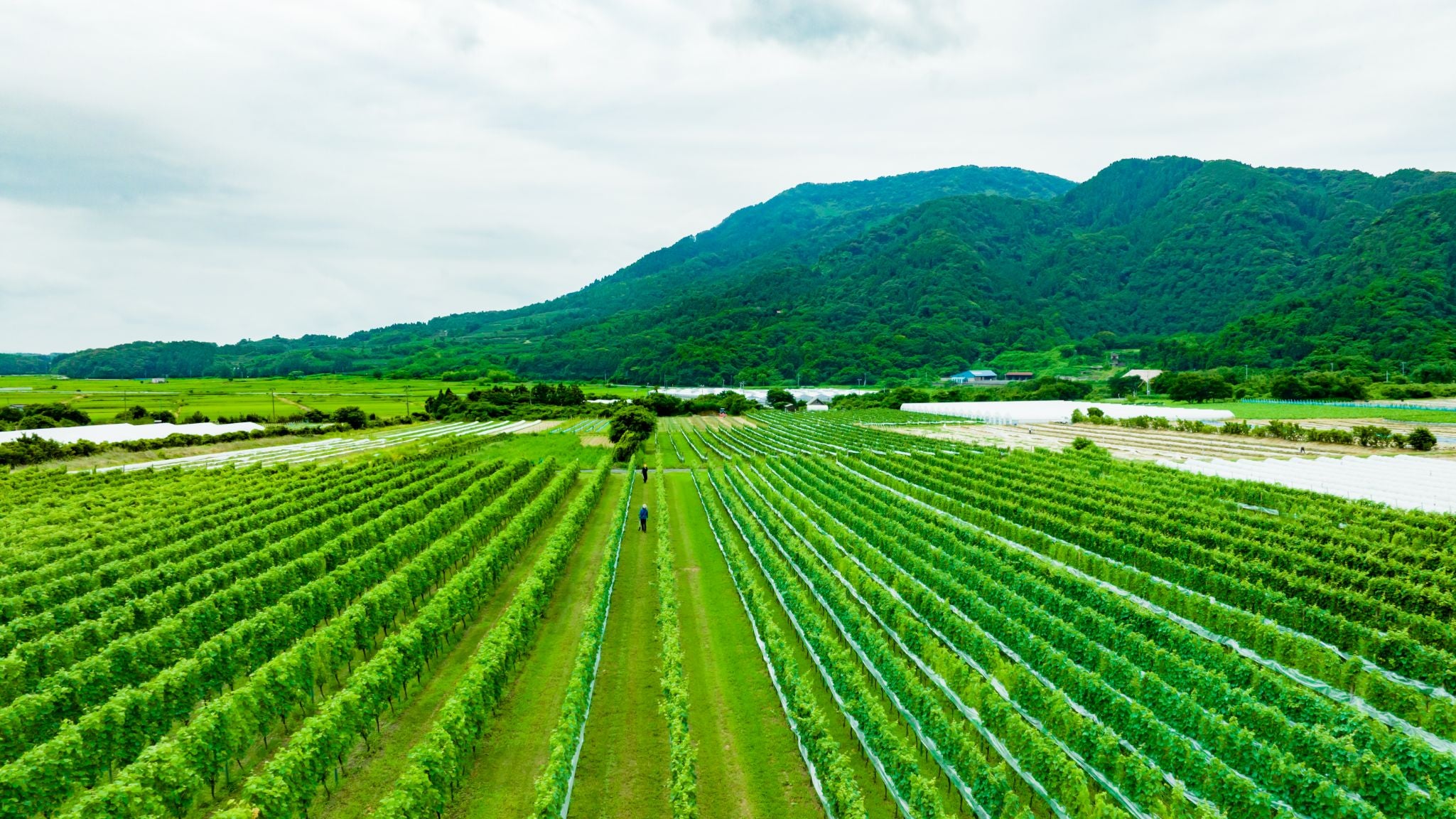 テロワールについて – フェルミエ