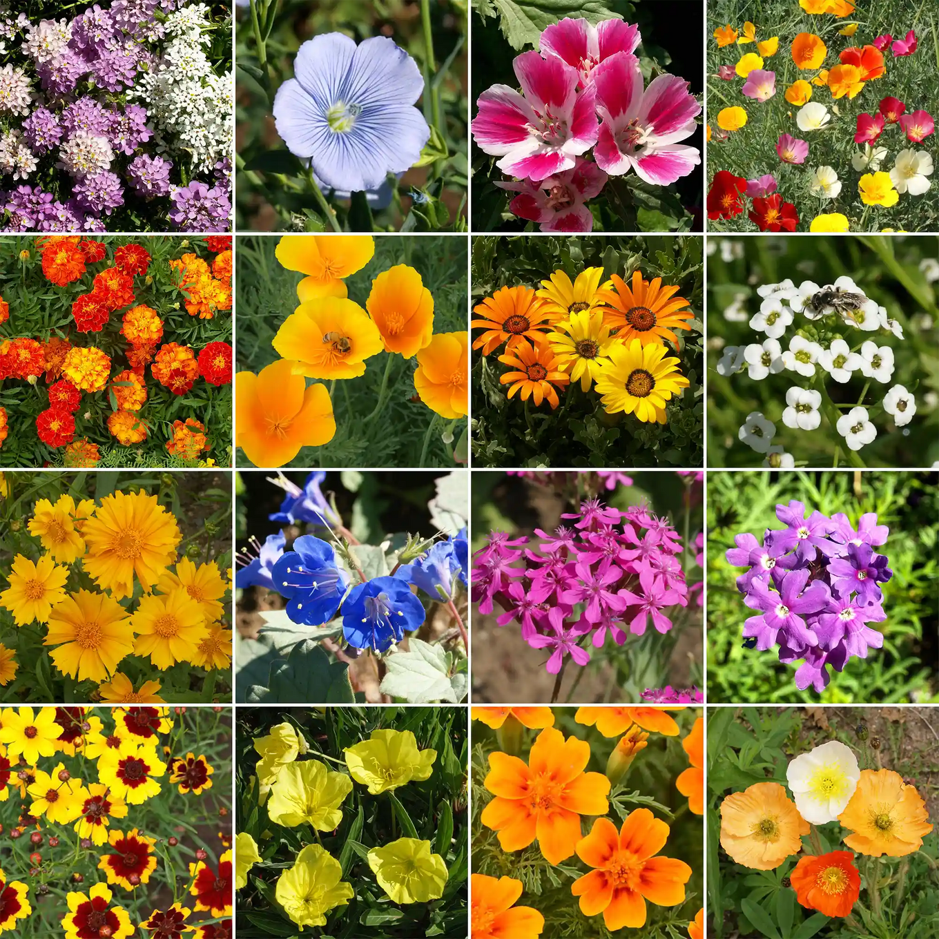 Dwarf Rainbow Colors Wildflower Seed Mix – Bulk Wildflower Seeds