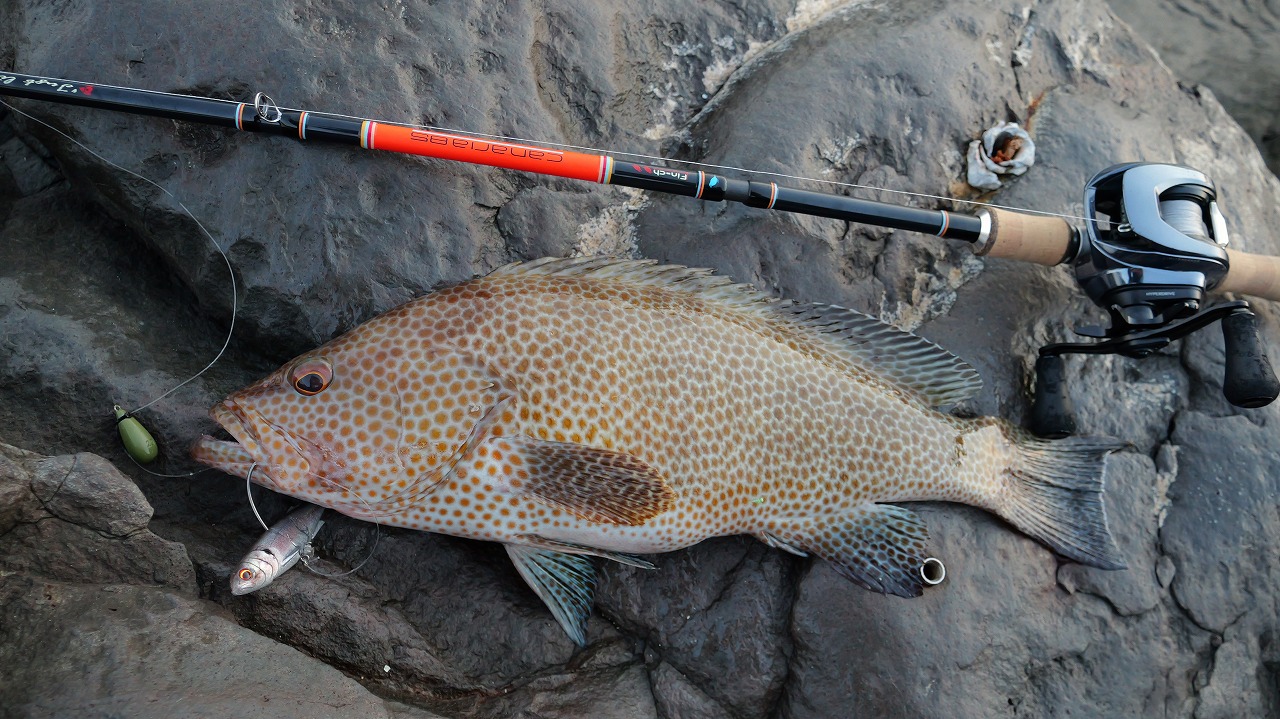 CANARIA COCO85(カナリア ココ85) - Fin‐ch