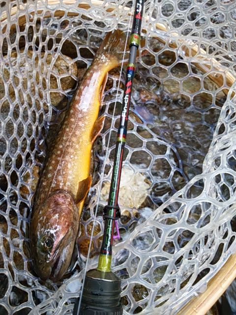 CANARIA C48UL(カナリア48・ベイト) - Fin‐ch