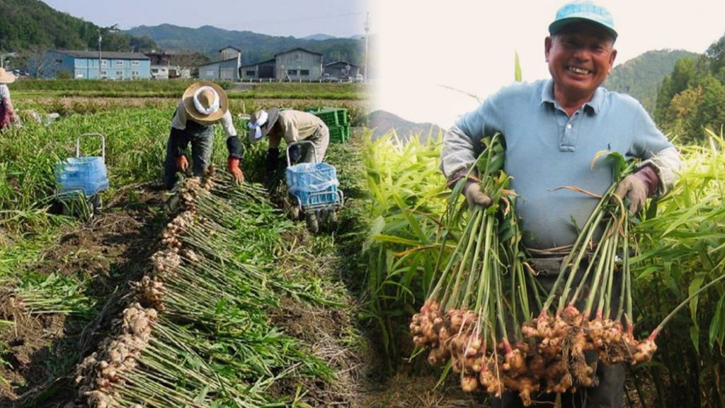 サジーのフィネス | 豊潤サジー通販 | サジーベリー通販
