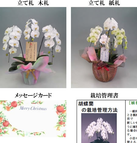 限定 最高級シンビジューム マリーローランサン 3本立ち♪ラッピング