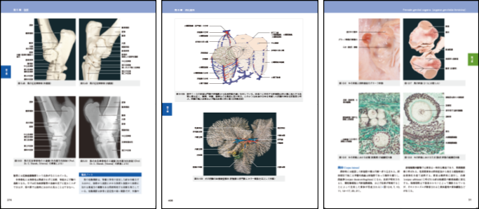 新刊】獣医解剖学書の世界的スタンダードの最新版！ 『カラーアトラス