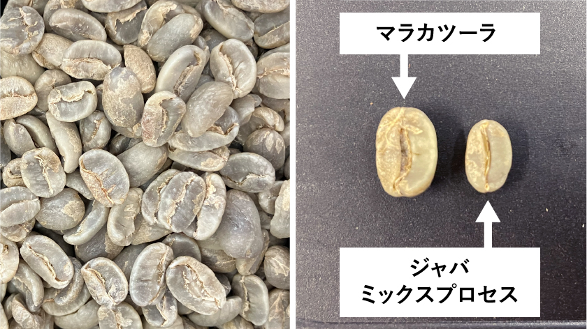 ニカラグア ブエノスアイレス マラカツーラ フリーウォッシュ SHG 生豆