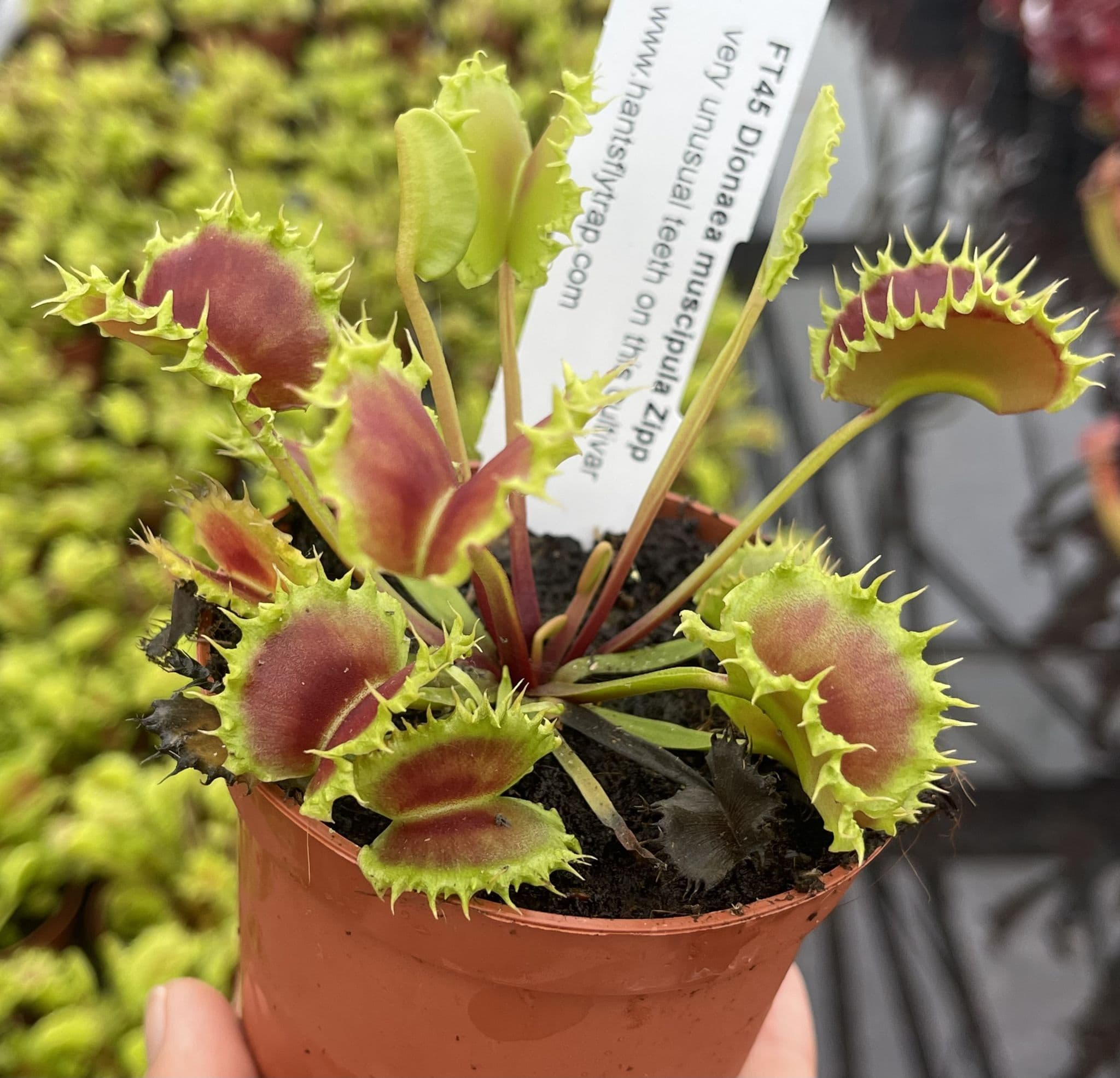 FT45 Dionaea muscipula Zipp