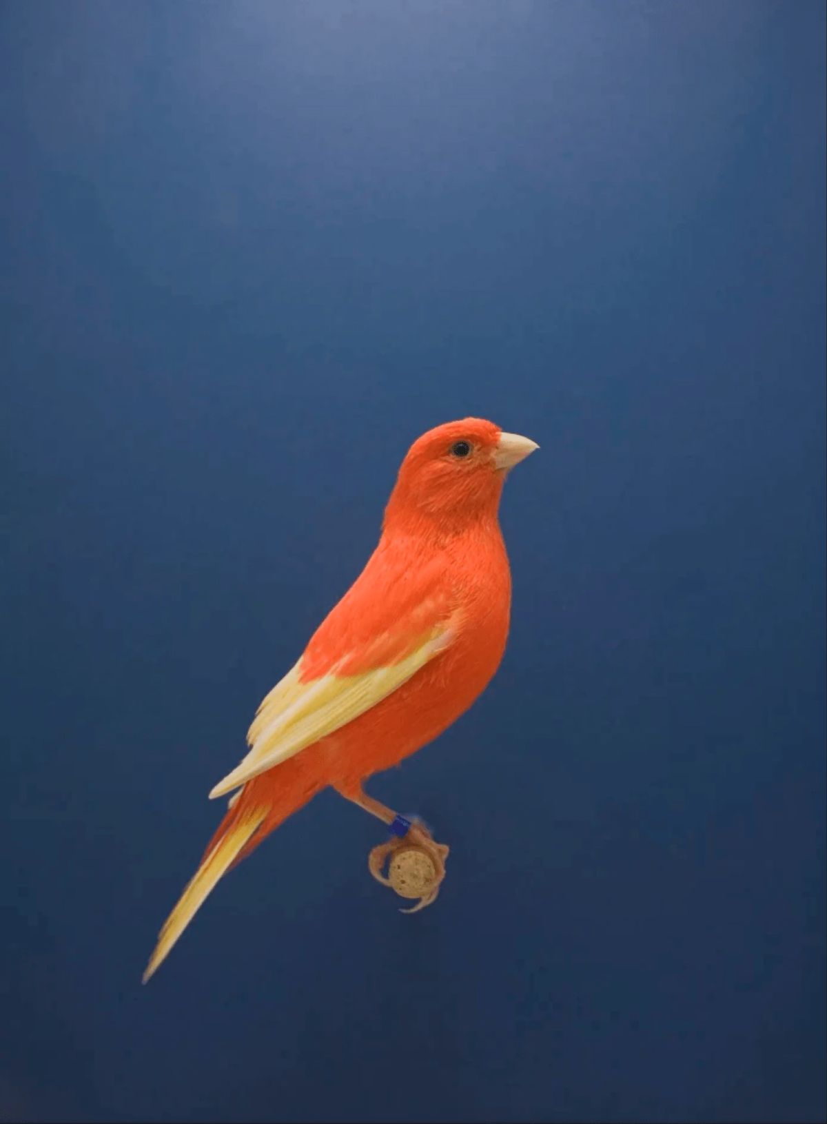 アート・デザイン・音楽 Luke Stephenson Luke Stephenson Artworks