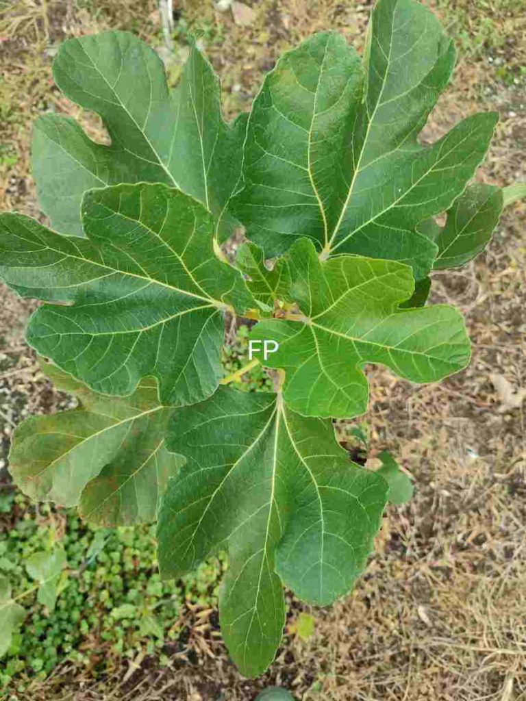 Black Madeira ブラックマディラ の特徴・味・耐寒性と本物と偽物