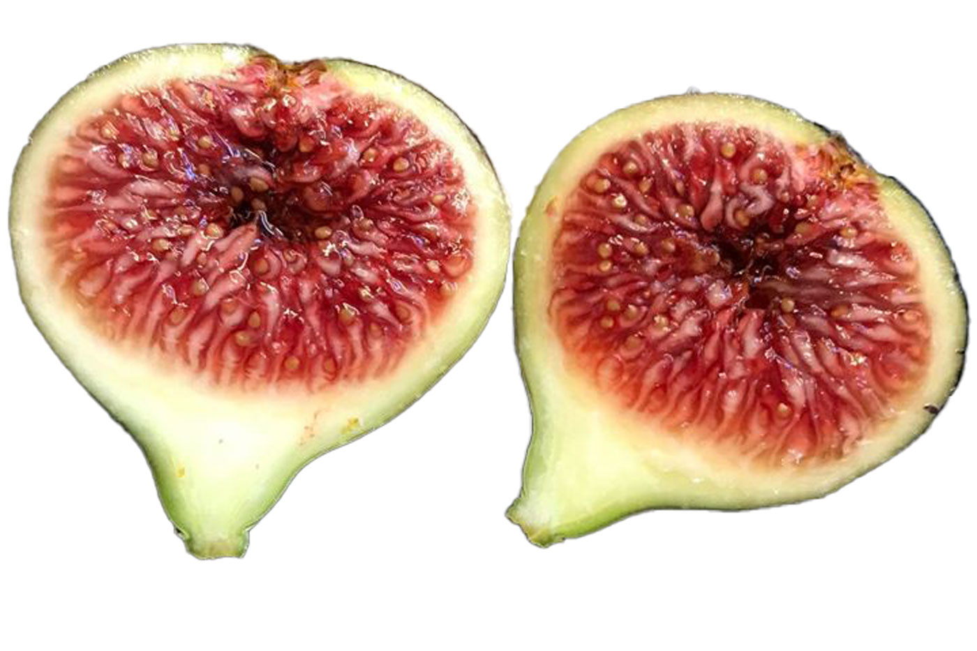 イチジク ブラックマデイラ 2年生8号鉢植えと穂木4本 №2 イチジク