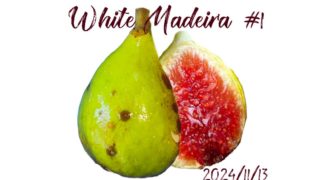 ④ くま様 グリーングリーク親株 Sister Madeline's Green Greek