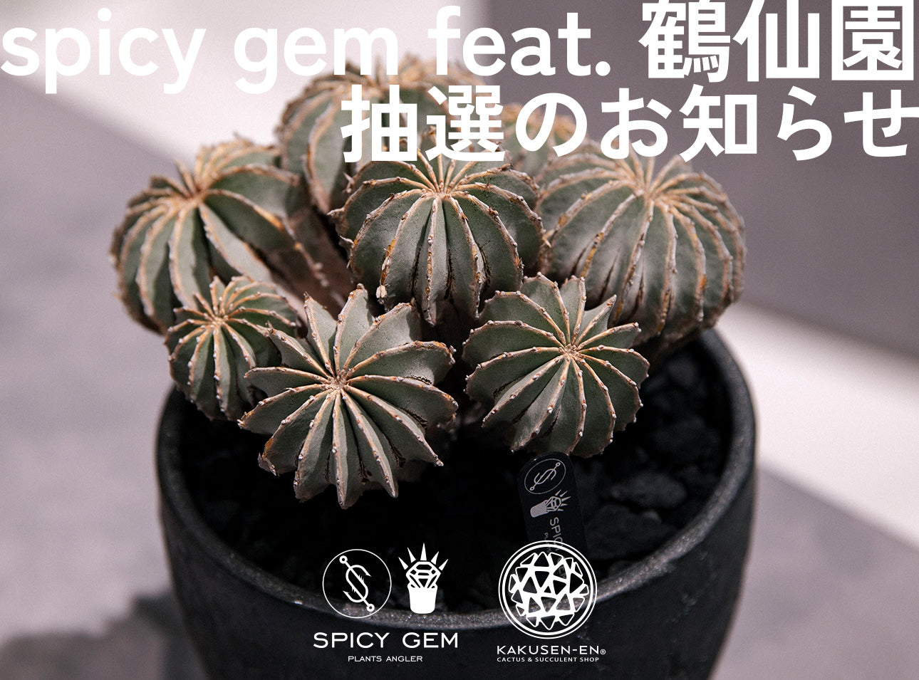spicy gem feat. 鶴仙園 POP UP STORE at FIGURE HANARE | FIGURE