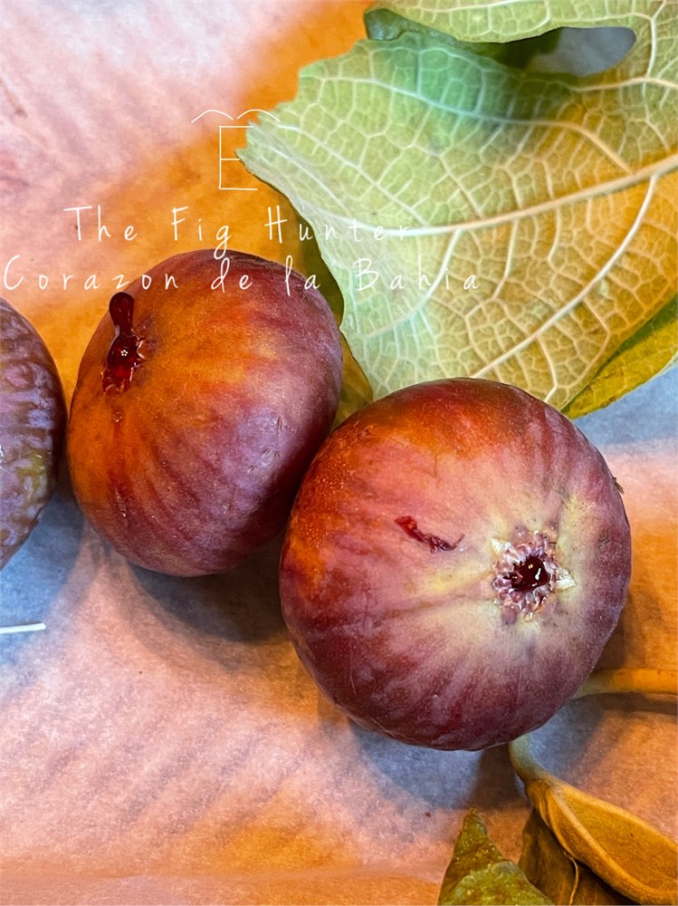 専用】イチジク 穂木 【公式通販】