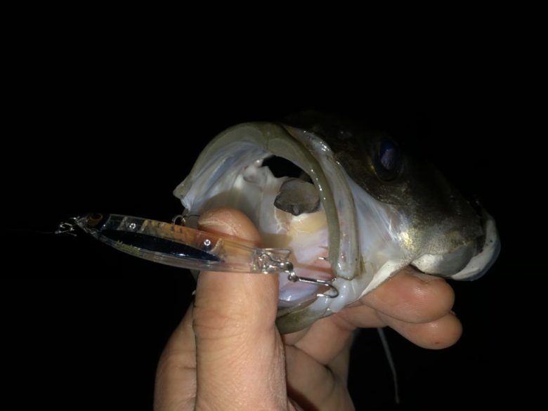 ヤマガブランクス ブルーカレントⅢ69を実釣インプレ。操作感と