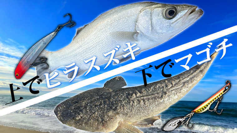 ヒラメシーズン】サーフで連続ヒット！上で『ヒラスズキ』、下で